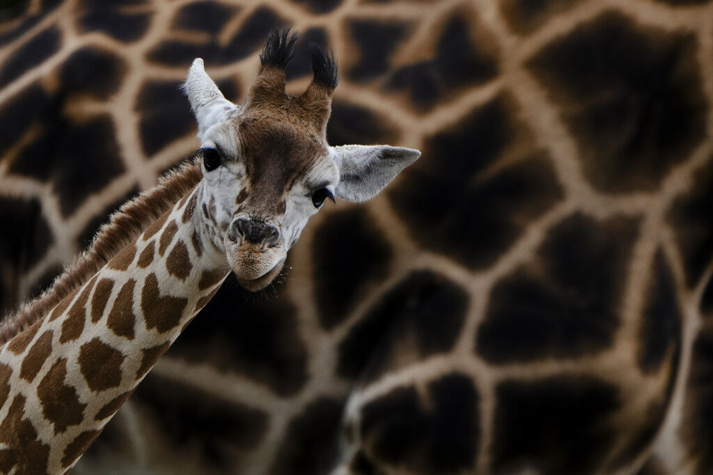 APTOPIX Germany Zoo Giraffes